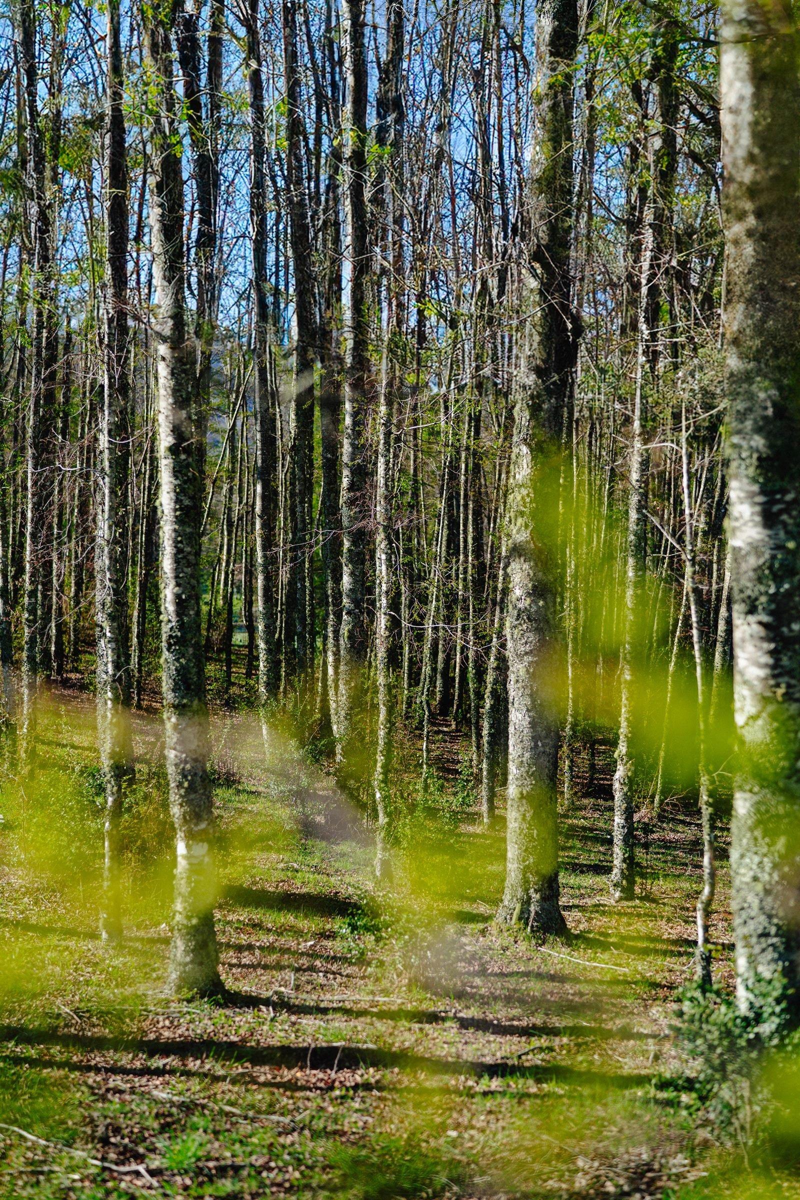 Bosque nativo con senderos al interior del condominio El Mañío