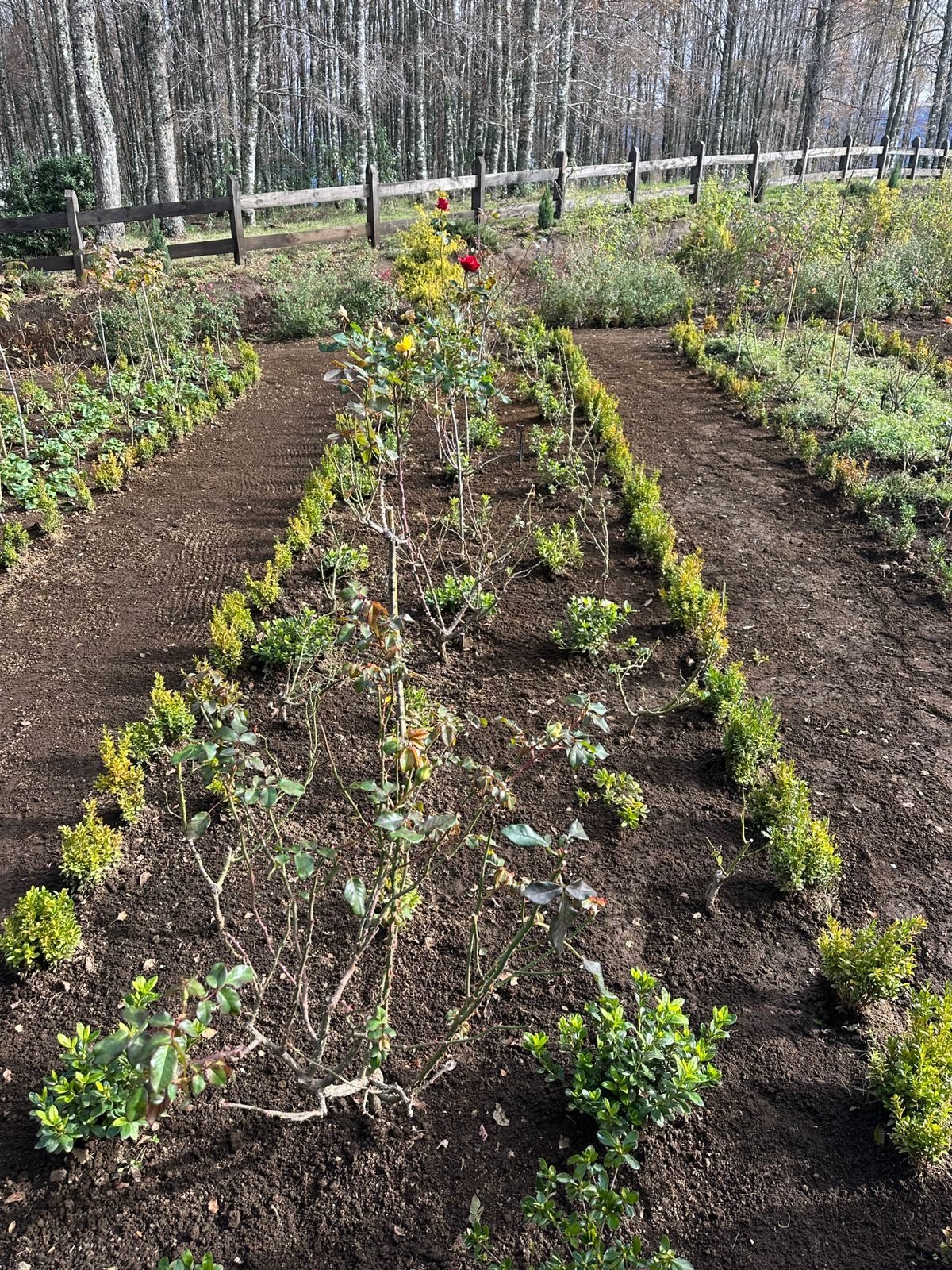 Huerta comunitaria del condominio con cultivos en hileras