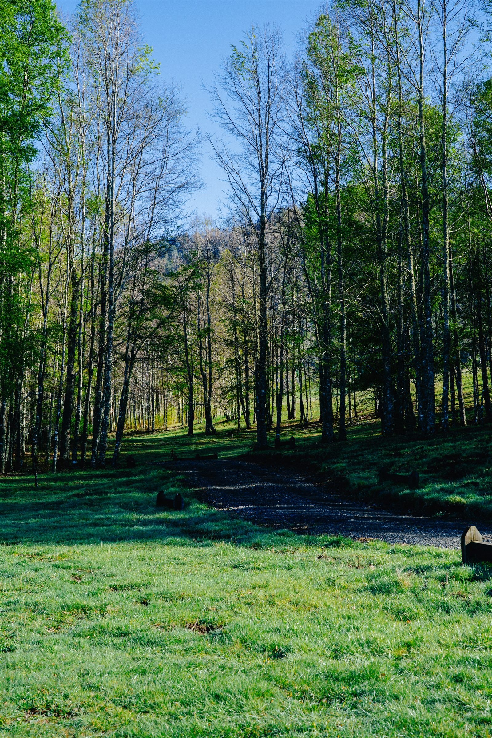 Pradera de una de las parcelas disponibles con bosque nativo al fondo