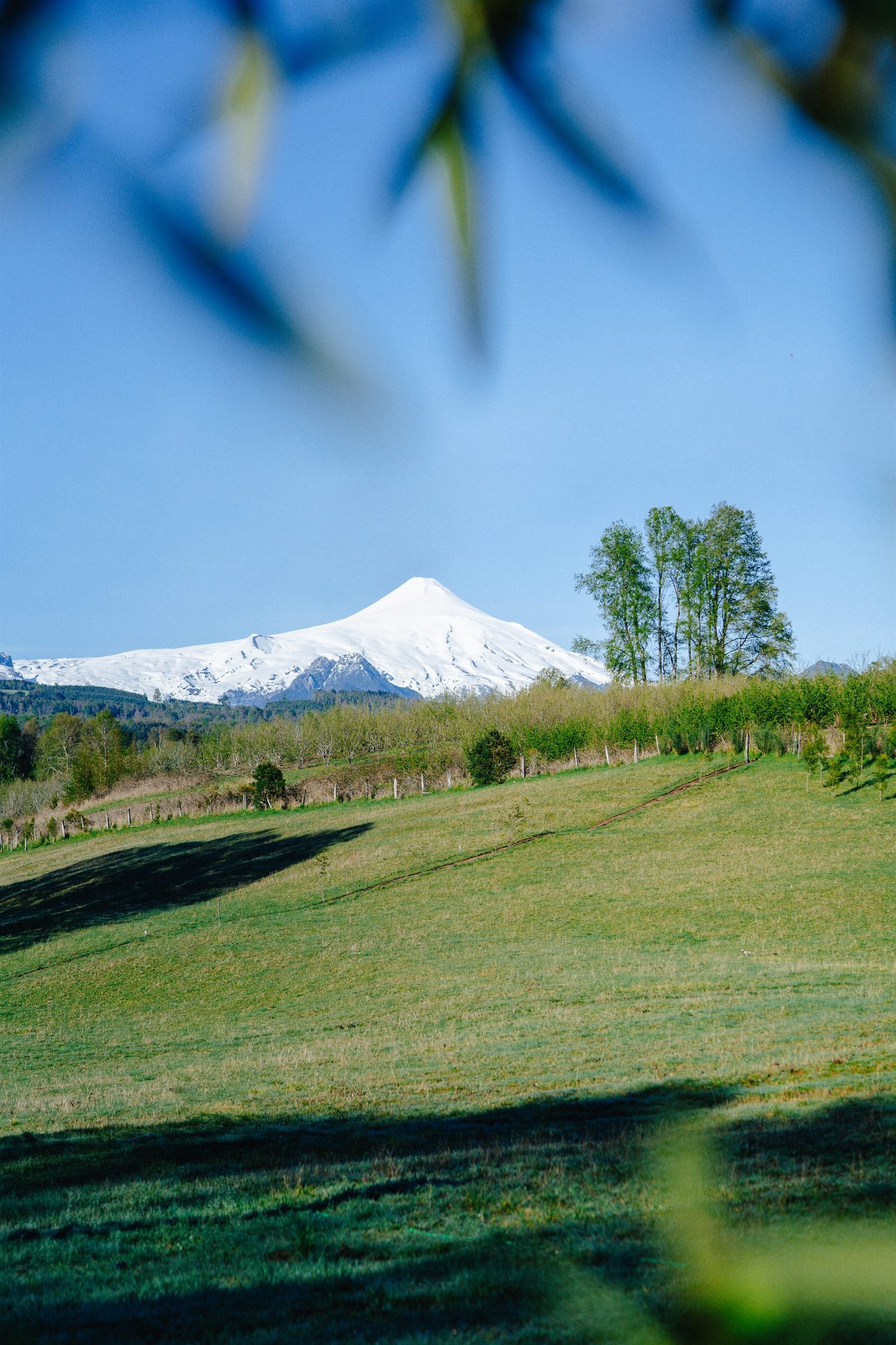 Vista del volcán Villarrica nevado desde las praderas del condominio